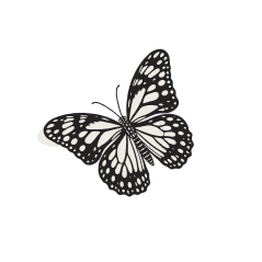 butterfly