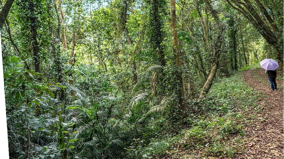 header section image