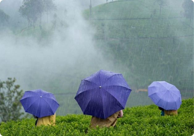 workers in umbrella