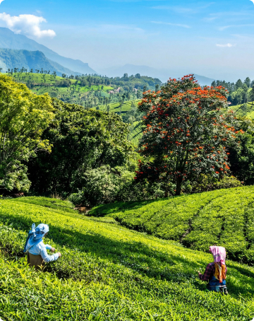 header section image