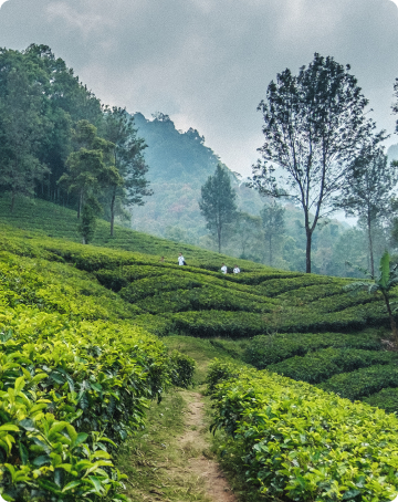header section image