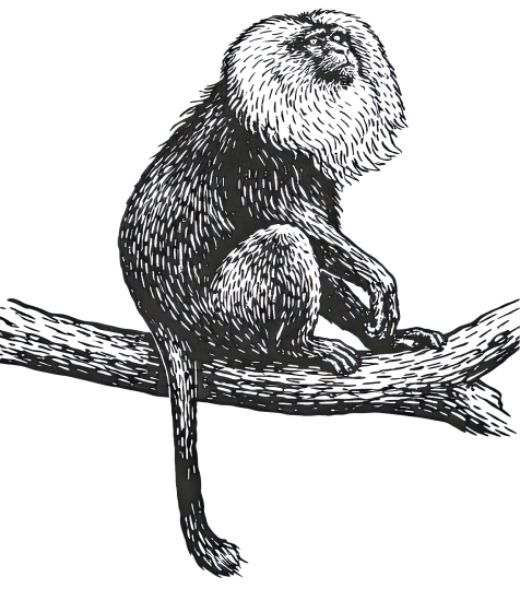 monkey