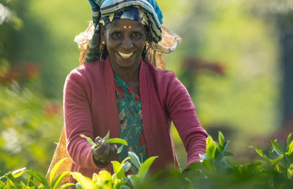 teaharvesting