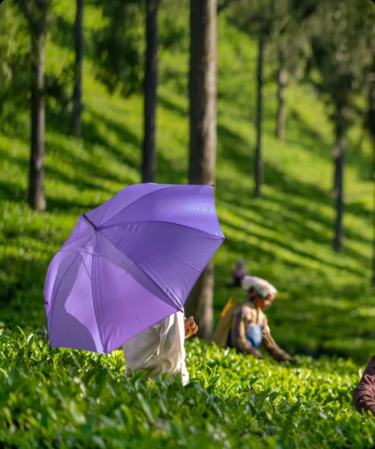 header section image