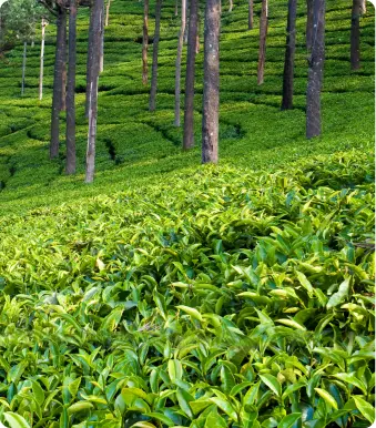 header section image